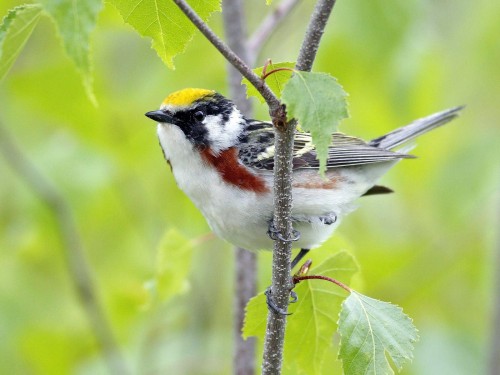 Oiseaux wallpaper 7