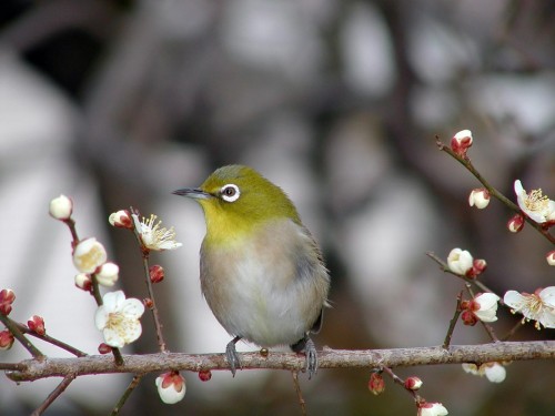 Oiseaux wallpaper 8