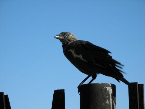 Oiseaux wallpaper 9