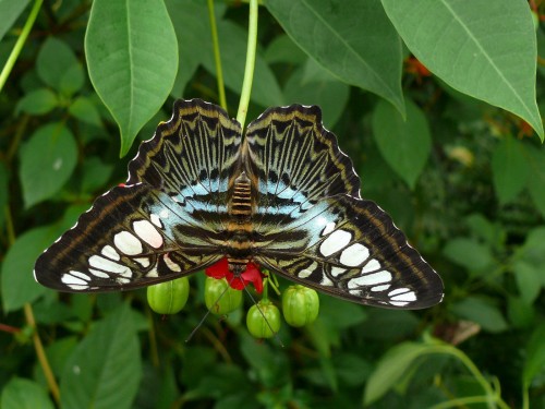 Papillons wallpaper 3
