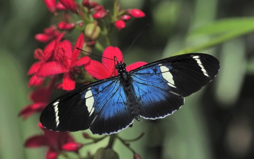 Papillons wallpaper 4