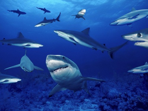 Requins wallpaper 1