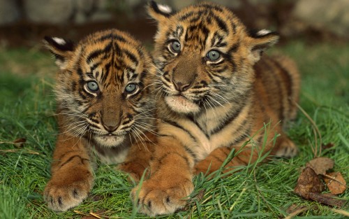 Tigres wallpaper 1
