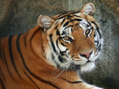 Tigres wallpaper 2