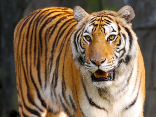 Tigres wallpaper 3