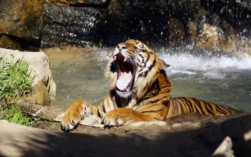 Tigres wallpaper 4