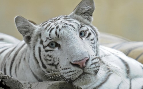 Tigres wallpaper 5