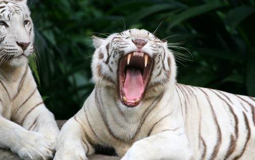 Tigres wallpaper 6