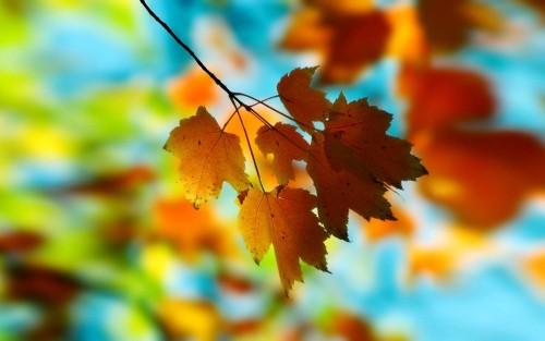 Gros plans wallpaper 26