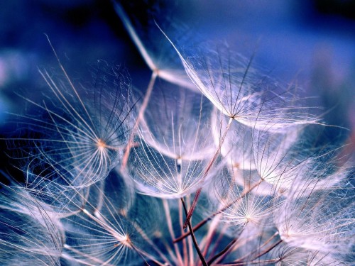 Gros plans wallpaper 31