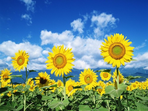 Gros plans wallpaper 33