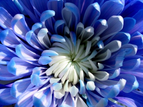 Gros plans wallpaper 35
