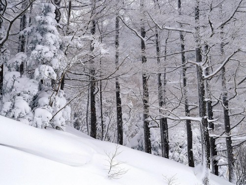 Neige wallpaper 18