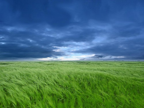 Plaines wallpaper 6