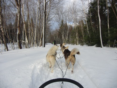 Traîneau à chiens près de Québec