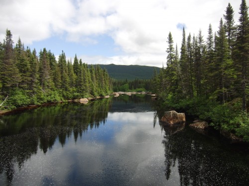 Rivière bordée de sapins
